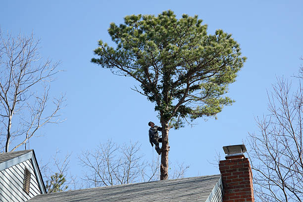 How Our Tree Care Process Works  in  Cullowhee, NC